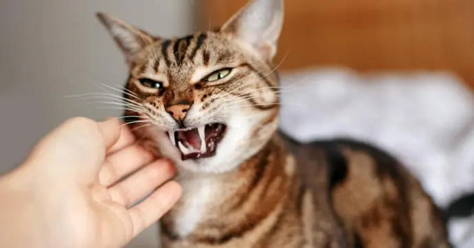 Le Syndrome du Chat Tigre : Mythe ou Réalité ?